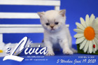 Livia ist 5 Wochen alt ( 19.06.2021 )