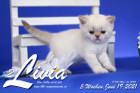 Livia ist 5 Wochen alt ( 19.06.2021 )