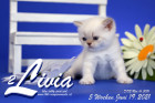 Livia ist 5 Wochen alt ( 19.06.2021 )