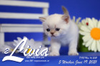 Livia ist 5 Wochen alt ( 19.06.2021 )