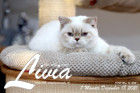 Livia ist 7 Monate alt ( 18.12.2021 )