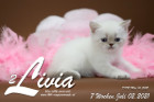 Livia ist 7 Wochen alt ( 02.07.2021 )