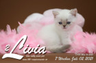 Livia ist 7 Wochen alt ( 02.07.2021 )