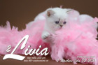 Livia ist 7 Wochen alt ( 02.07.2021 )