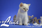 Livia ist 9 Wochen alt ( 18.07.2021 )