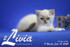 Livia ist 9 Wochen alt ( 18.07.2021 )