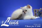 Livia ist 9 Wochen alt ( 18.07.2021 )