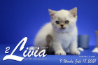 Livia ist 9 Wochen alt ( 18.07.2021 )