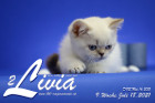 Livia ist 9 Wochen alt ( 18.07.2021 )