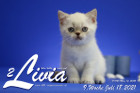Livia ist 9 Wochen alt ( 18.07.2021 )