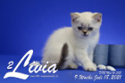 Livia ist 9 Wochen alt ( 18.07.2021 )