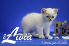 Livia ist 9 Wochen alt ( 18.07.2021 )
