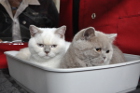 Mary Rose und ihre Schwester Mary Lou sind ein Herz und eine Seele