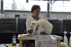 Mary Rose bei Tica Richterin Mary Lise de Landtsheer aus Belgien