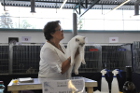 Mary Rose bei Tica Richterin Mary Lise de Landtsheer aus Belgien