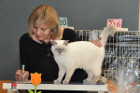 Mary Rose bei Tica Richterin Pamela Barrett aus den USA