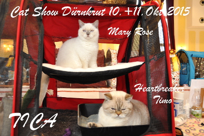 Es ist die 2 Show in der Mary Rose in der Kittenklasse antritt
