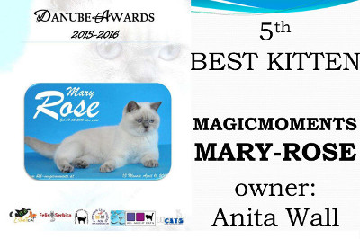 Mary Rose wurde 5th Bestes Kitten beim Duna Award 2015/16