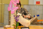 Mary Rose bei Tica Richterin Laura Cunningham aus den USA