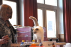 Mary Rose bei Tica Richterin Pamela Barrett aus den USA