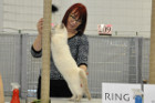 Mary Rose bei Tica Richterin Jane Allen aus England