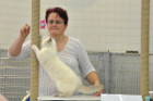 Mary Rose bei Tica Richterin Monika Dany aus Österreich