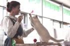 Mary Rose bei Tica Richterin Asa Broing aus Schweden