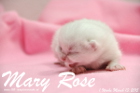 Mary Rose ist 1 Woche alt geworden ( 13.03.2015 )