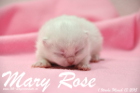 Mary Rose ist 1 Woche alt geworden ( 13.03.2015 )