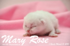 Mary Rose ist 1 Woche alt geworden ( 13.03.2015 )