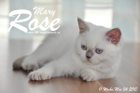Mary Rose ist 11 Wochen alt geworden ( 24.05.2015 )