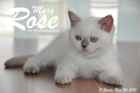 Mary Rose ist 11 Wochen alt geworden ( 24.05.2015 )