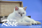 Mary Rose ist 13 Wochen alt geworden ( 03.06. 2015 )