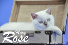 Mary Rose ist 13 Wochen alt geworden ( 03.06. 2015 )