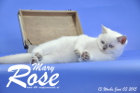 Mary Rose ist 13 Wochen alt geworden ( 03.06. 2015 )