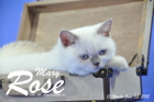 Mary Rose ist 13 Wochen alt geworden ( 03.06. 2015 )
