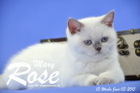 Mary Rose ist 13 Wochen alt geworden ( 03.06. 2015 )