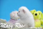 Mary Rose ist 3 Wochen alt geworden ( 28.03.2015 )
