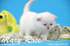 Mary Rose ist 3 Wochen alt geworden ( 28.03.2015 )