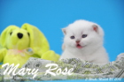 Mary Rose ist 3 Wochen alt geworden ( 28.03.2015 )