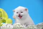 Mary Rose ist 3 Wochen alt geworden ( 28.03.2015 )