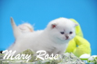 Mary Rose ist 3 Wochen alt geworden ( 28.03.2015 )