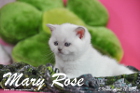 Mary Rose ist 5 Wochen alt geworden ( 12.04.2015 )