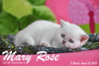 Mary Rose ist 5 Wochen alt geworden ( 12.04.2015 )