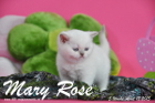 Mary Rose ist 5 Wochen alt geworden ( 12.04.2015 )