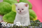 Mary Rose ist 5 Wochen alt geworden ( 12.04.2015 )