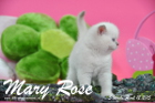 Mary Rose ist 5 Wochen alt geworden ( 12.04.2015 )