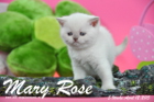 Mary Rose ist 5 Wochen alt geworden ( 12.04.2015 )