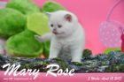Mary Rose ist 5 Wochen alt geworden ( 12.04.2015 )