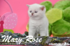 Mary Rose ist 5 Wochen alt geworden ( 12.04.2015 )